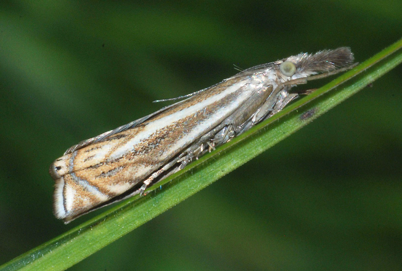 Crambus lathoniellus s.....Chrysoteuchia culmella no !!!!